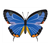 Blue Butterfly Color PDF
