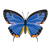 Blue Butterfly Color PNG