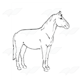 Unsaddled Horse