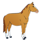 Unsaddled Horse with four white socks