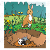 Rabbit and Burrow