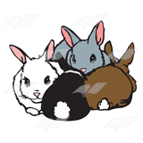 Group of Rabbit Kits