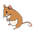 Adult Mouse Color PNG