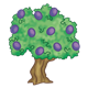 Olive Tree with eleven purple olives