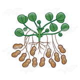 Peanut Plant