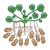 Peanut Plant Color PNG