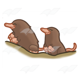 Small Moles