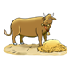 Cow Eating Hay has floor