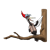 Singing Woodpecker Color PNG