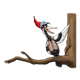 Singing Woodpecker on a branch