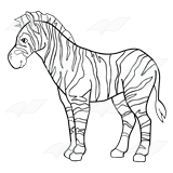 Zebra 2