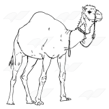 Camel 2