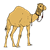 Camel 2 Color PNG