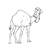 Camel 2 Line PDF