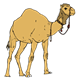 Camel 2 