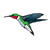 Hummingbird Color PDF