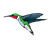 Hummingbird Color PNG