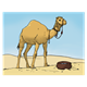 Camel in Desert 