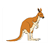 Kangaroo Color PDF