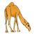 Camel Color PNG