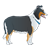 Collie Color PNG