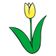 Yellow Tulip 