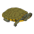 Striped Turtle Color PNG