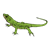 Green Lizard Color PNG