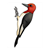 Red-Headed Woodpecker Color PDF