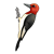 Red-Headed Woodpecker Color PNG