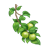 Green Apple Branch Color PNG