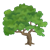 Leafy Tree Color PNG