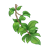Branch Color PNG