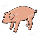 Pig with Curly Tail