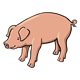 Pig with Curly Tail standing sideways
