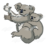 Gray Koalas