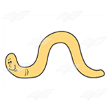 Yellow Worm