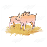 Two Pigs in Hay
