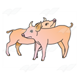 Two Pigs