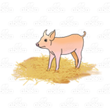 Pig in Hay