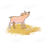 Pig in Hay