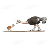 Mother and Baby Ostriches