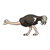 Female Ostrich Color PDF