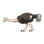 Female Ostrich Color PNG