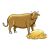 Cow Eating Hay Color PNG