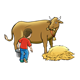 Milking a Cow cow, boy, hay, pail, without floor