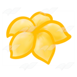 Yellow Flower Head