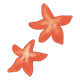 Orange Starfish two
