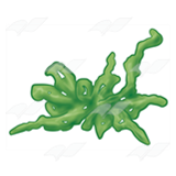 Green Seaweed