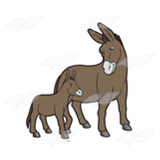 Donkeys Together